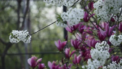 Cherry Blossoms During Spring Flowers Stock Footage 153716044