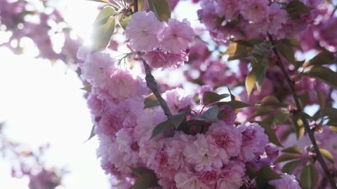 Cherry blossoms during spring Pink Cherry Blossoms Stock Footage 153713761