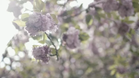 Cherry Blossoms during Spring time Ready for Summer Flowers Beautiful Vídeo Stock 128459773