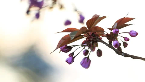 Cherry blossoms from early blooming to full bloom Stock Footage 90031659