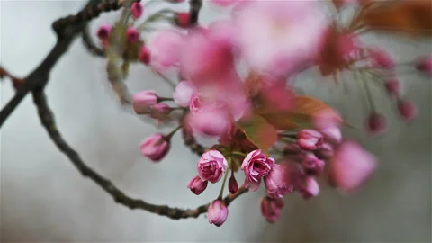 Cherry blossoms from early blooming to full bloom Stock Footage 90032233
