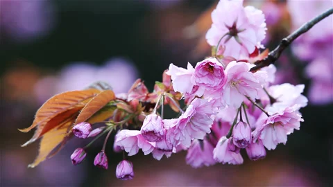 Cherry blossoms from early blooming to full bloom Stock Footage 90033155