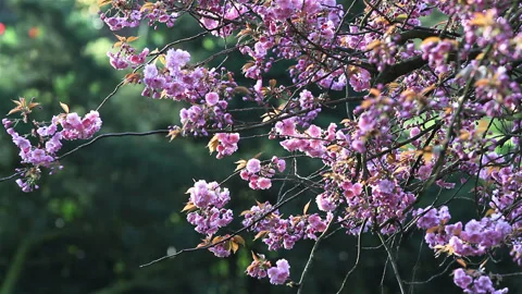 Cherry blossoms from early blooming to full bloom Stock Footage 90033308