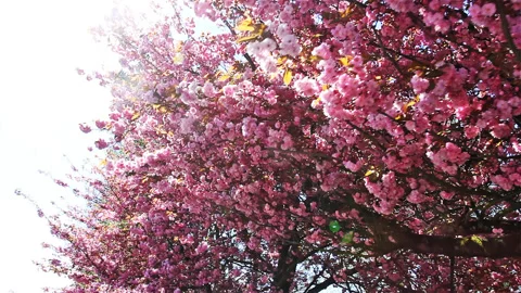 Cherry blossoms from early blooming to full bloom Stock Footage 90089359