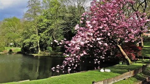 Cherry blossoms from early blooming to full bloom Stock Footage 90089501