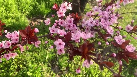 Cherry blossoms early in the morning Vídeos de archivo 332657133