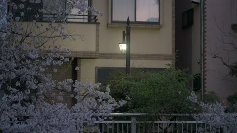 Cherry blossoms at early night time, person walking by 動画素材 175878582