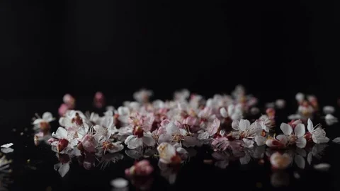 Cherry blossoms fall down reverse Stock Footage 127541312
