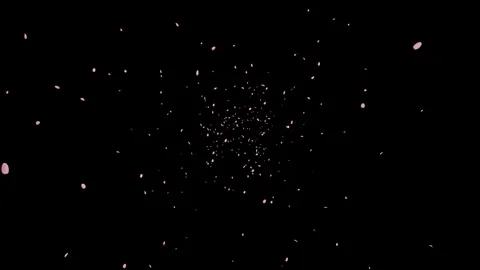 Cherry Blossoms Falling from Above Stock Footage 327528433