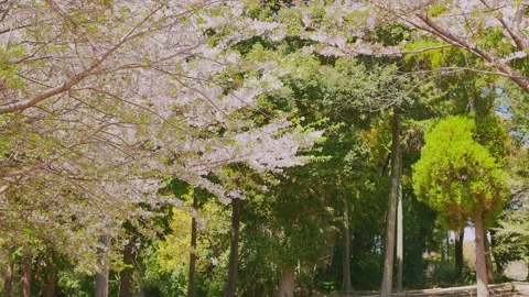 Cherry blossoms falling gracefully in a lush green park (Slow Motion) Vídeos de archivo 332282410