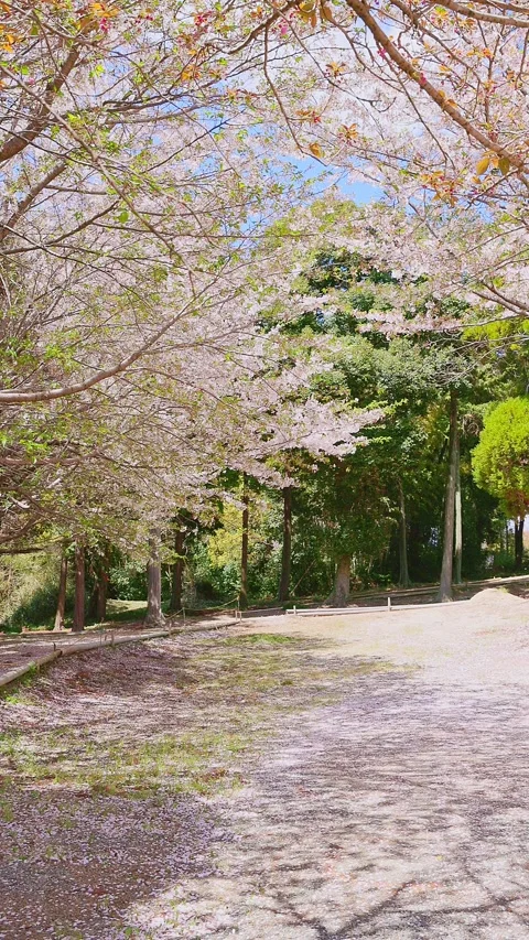Cherry blossoms falling gracefully in a lush green park (Slow Motion) Vídeos de archivo 332282421
