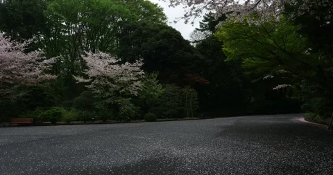 Cherry Blossoms Falling Petals Along Park Path Tokyo Japan Stock Footage 333840728