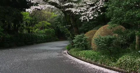 Cherry blossoms with falling petals in Tokyo park Stock Footage 333840874