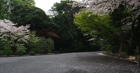 Cherry blossoms with falling petals in Tokyo park Vídeos de archivo 333840885
