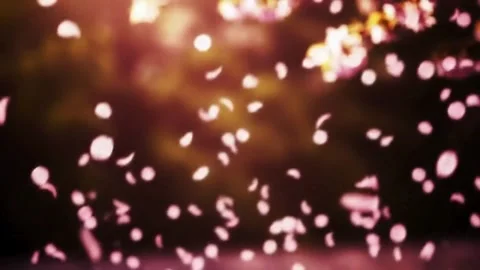 Cherry blossoms falling softly in slow motion Stock Footage 316766616
