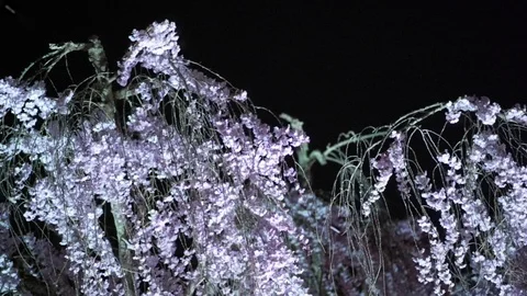 Cherry Blossoms Falling in the Wind at Night (slow motion) Stock Footage