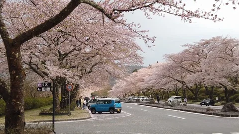 Cherry Blossoms Falling in the Wind (slow motion) Stock Footage 106937421