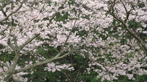 Cherry Blossoms Falling in the Wind (Super Slow Motion) Stock-Footage 145610776