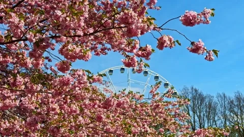 Cherry blossoms with Ferris wheel in spring park in Riga Latvia 库存影片 348897473