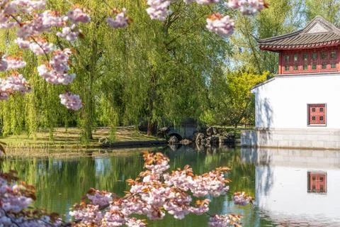 Cherry blossoms float above still water beside classical Asian architecture 스톡 사진