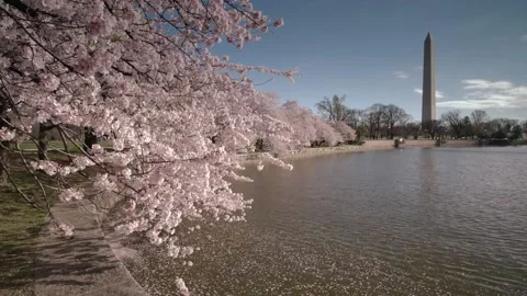 Cherry Blossoms Floating in the Breeze 動画素材 211882022