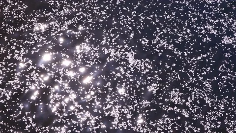 Cherry blossoms floating on water Video stock 140556029