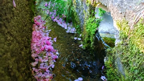 Cherry blossoms floating on water of open storm drain (storm sewer) Stock Footage 265568385