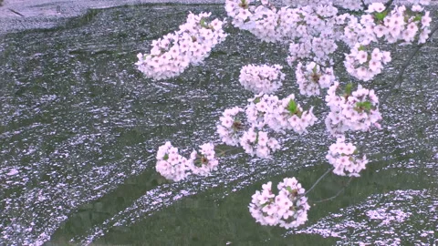 Cherry Blossoms Floating on the Water Surface of the Moat at Tsuruga Castle Stockbeeldmateriaal 332388130