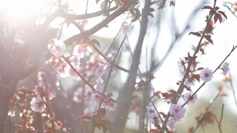 Cherry Blossoms in Flower Stock Footage