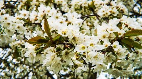 CHERRY BLOSSOMS FLOWER Stock Photos