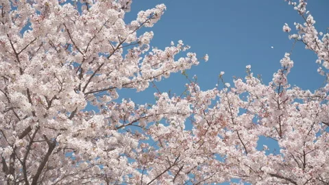 Cherry blossoms flowers blown falling by wind in spring real no CG Vidéo 306213235