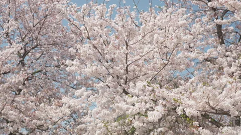 Cherry blossoms flowers blown falling by wind in spring real no CG Vidéo 306215834