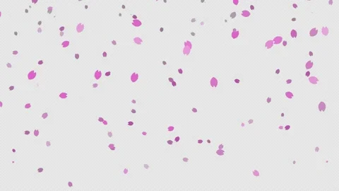 Cherry blossoms fluttering background graphics 4K video (background transparent) Stock Footage 166222957