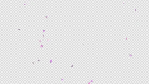 Cherry blossoms fluttering background graphics 4K video (background transparent) Stock Footage 169581620