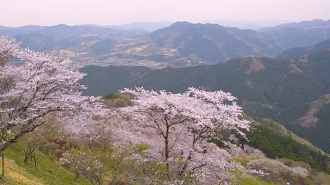 Cherry blossoms fluttering in the wind, Gunma Prefectural Forest Park, Gunma Stock Footage