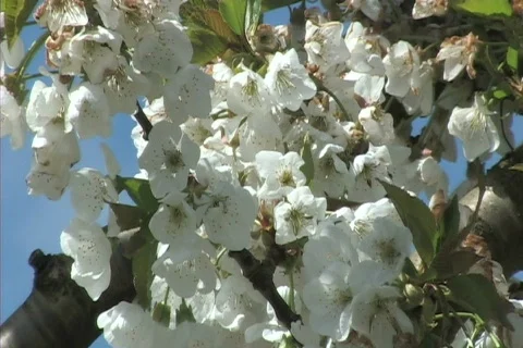 Cherry blossoms 库存影片 306547