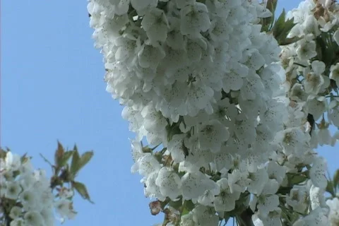 Cherry blossoms Stock-Footage 306549