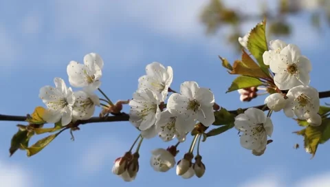 Cherry Blossoms Stock-Footage 3148232