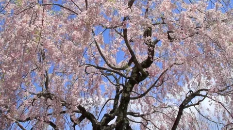 Cherry blossoms. Stock Footage 5089304