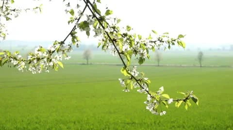 Cherry Blossoms Stock Footage 8919769