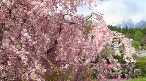 Cherry blossoms. Stock Footage 10717649