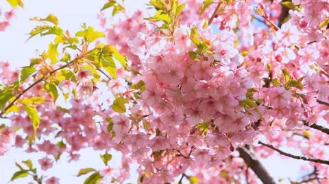 Cherry blossoms. Stock Footage 10873841