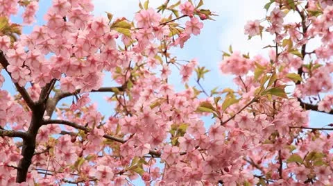 Cherry blossoms. Stock Footage 10874701