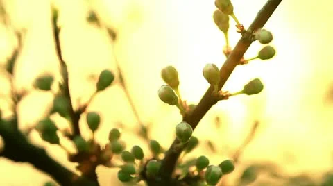 Cherry blossoms. Stock Footage 10896072