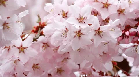 Cherry blossoms. Stock Footage 10900592