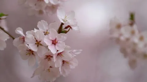 Cherry blossoms. Stock Footage 10900601