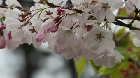 Cherry Blossoms Vidéo 11128360