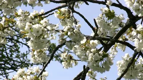 Cherry blossoms Stock Footage 11241907