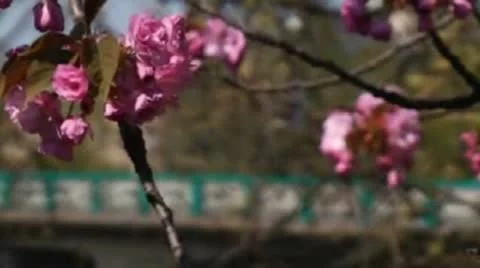 Cherry Blossoms Stock Footage 12335961