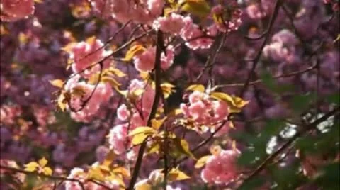 Cherry Blossoms Stock Footage 12341931